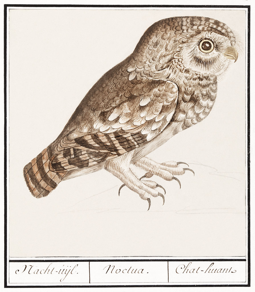 Taxonomy of the Modern Owl